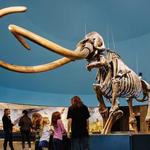 La Brea Tar Pits and Museum