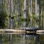 Cajun Country Swamp Tours