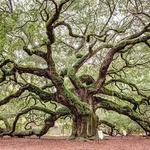 Angel Oak Tree