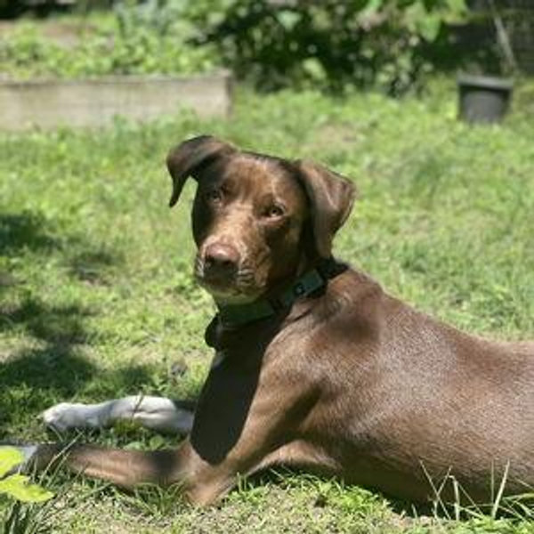 Rescue City - Rio's Rescue