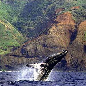 Kauai Whale Watching