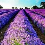 Red Oak Lavender Farm