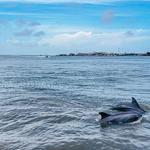 Baywatch Dolphin Tours