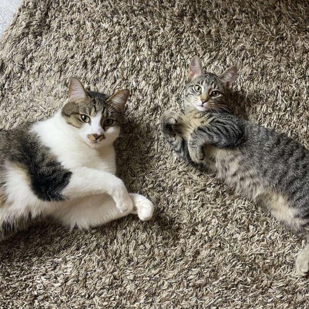 Jackie already had Winston when we met. Then we added a lucky Penny to our family.