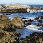 Asilomar State Beach