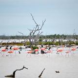 Laguna Rosada Zona de Flamingos