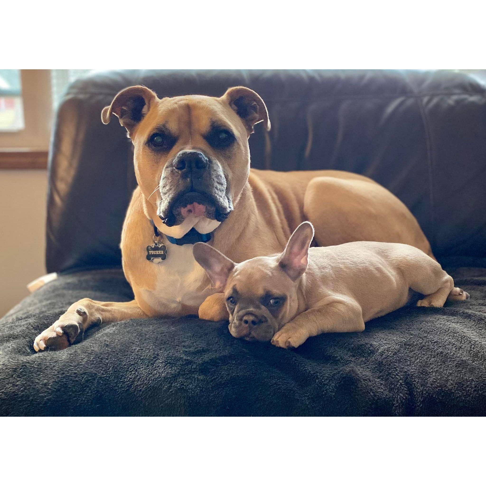 Tucker and Millie