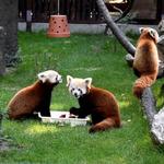 Nowe Zoo (New Zoo)