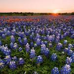 Bluebonnet Trail
