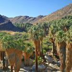 Palm Canyon