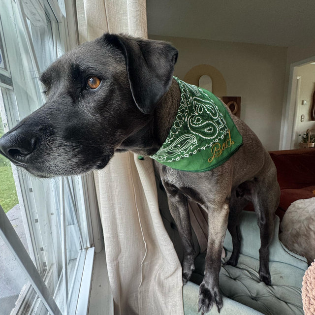 Bud Dog’s Toy Fund