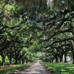 Boone Hall Plantation & Gardens