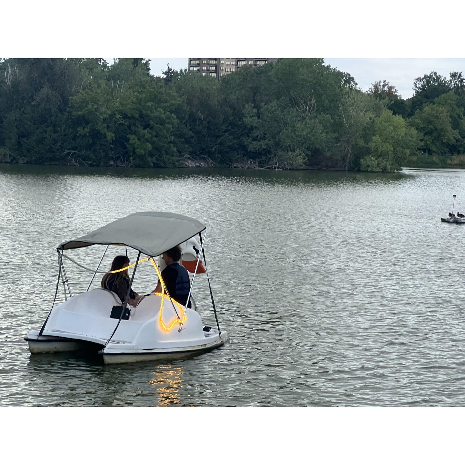 The proposal--on a swan boat!!