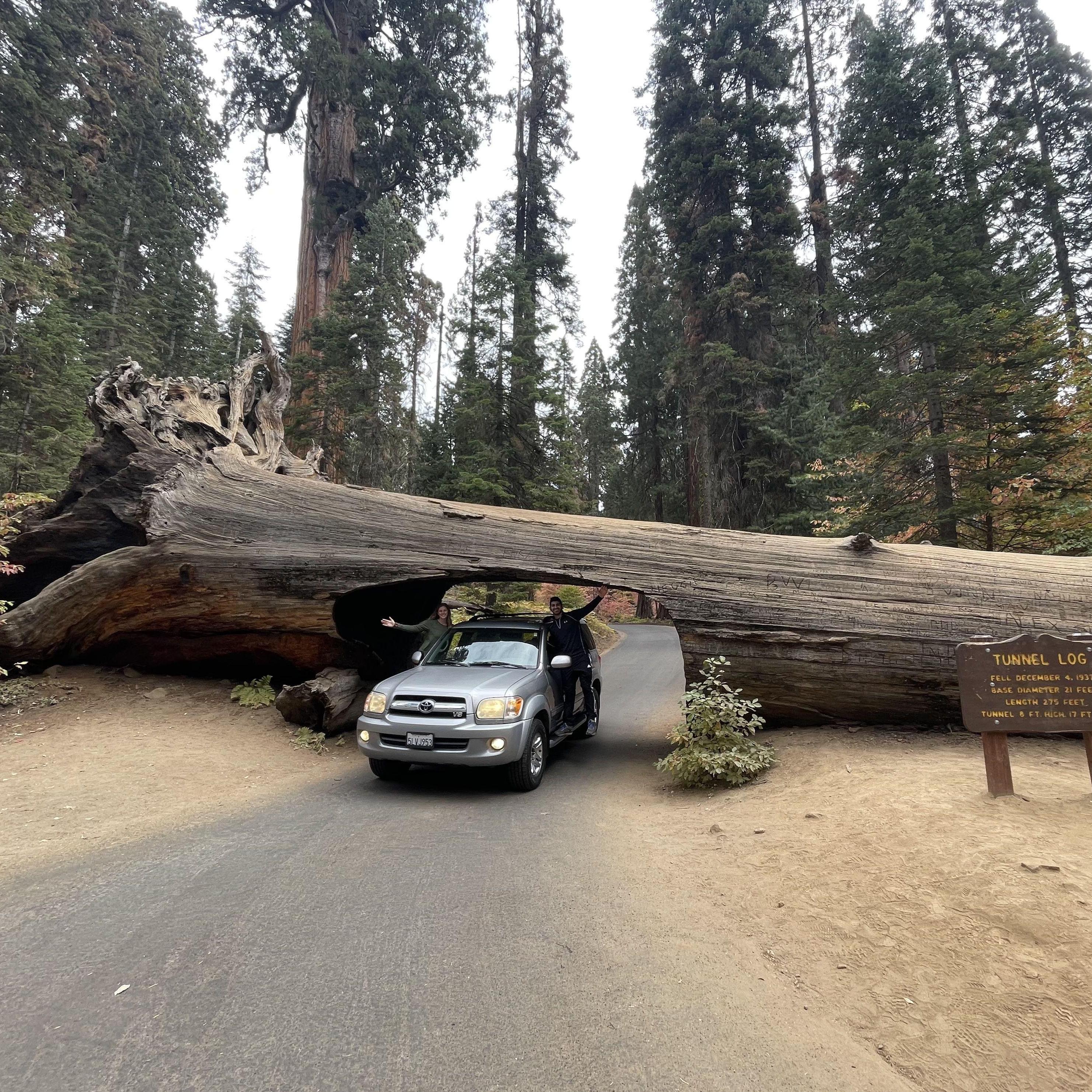 Under a Sequoia tree in Sequoia National Park while driving a Toyota Sequoia