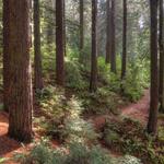 Hoyt Arboretum