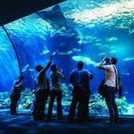 Shedd Aquarium