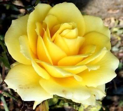 5 YELLOW ROSE Rosa Bush Shrub Perennial Flower SeedsComb S/H