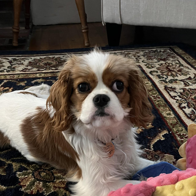 Funding for Zuzu’s VIP lifestyle