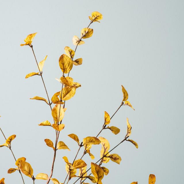 Yellow Eucalyptus Stem