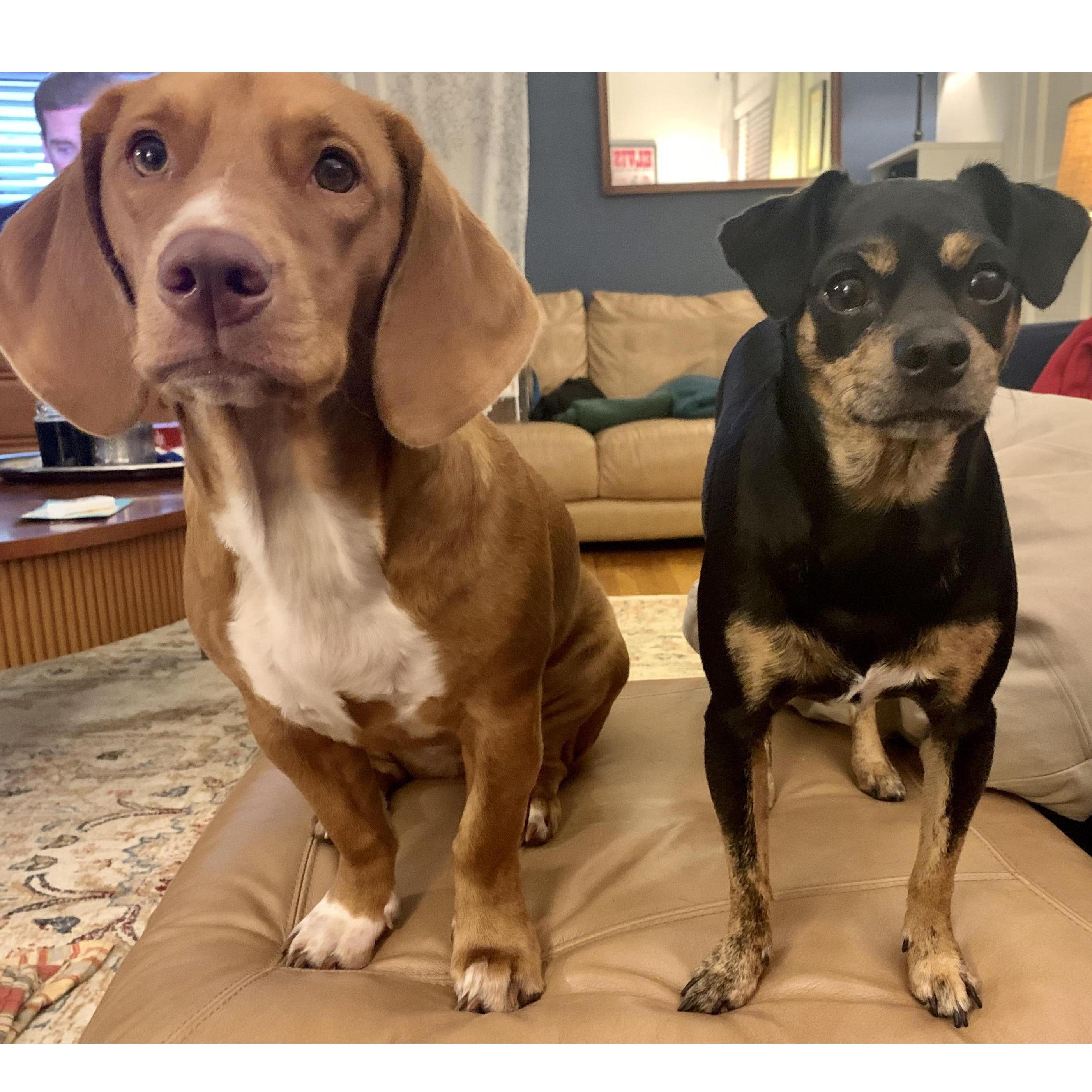 The hounds! Winnie (the black pup on the right) and Rosie (on red hound on the right) are both rescues and Emily and Jareds beloved puppies. Winnie is almost 4 years old, and Rosie is almost 3.