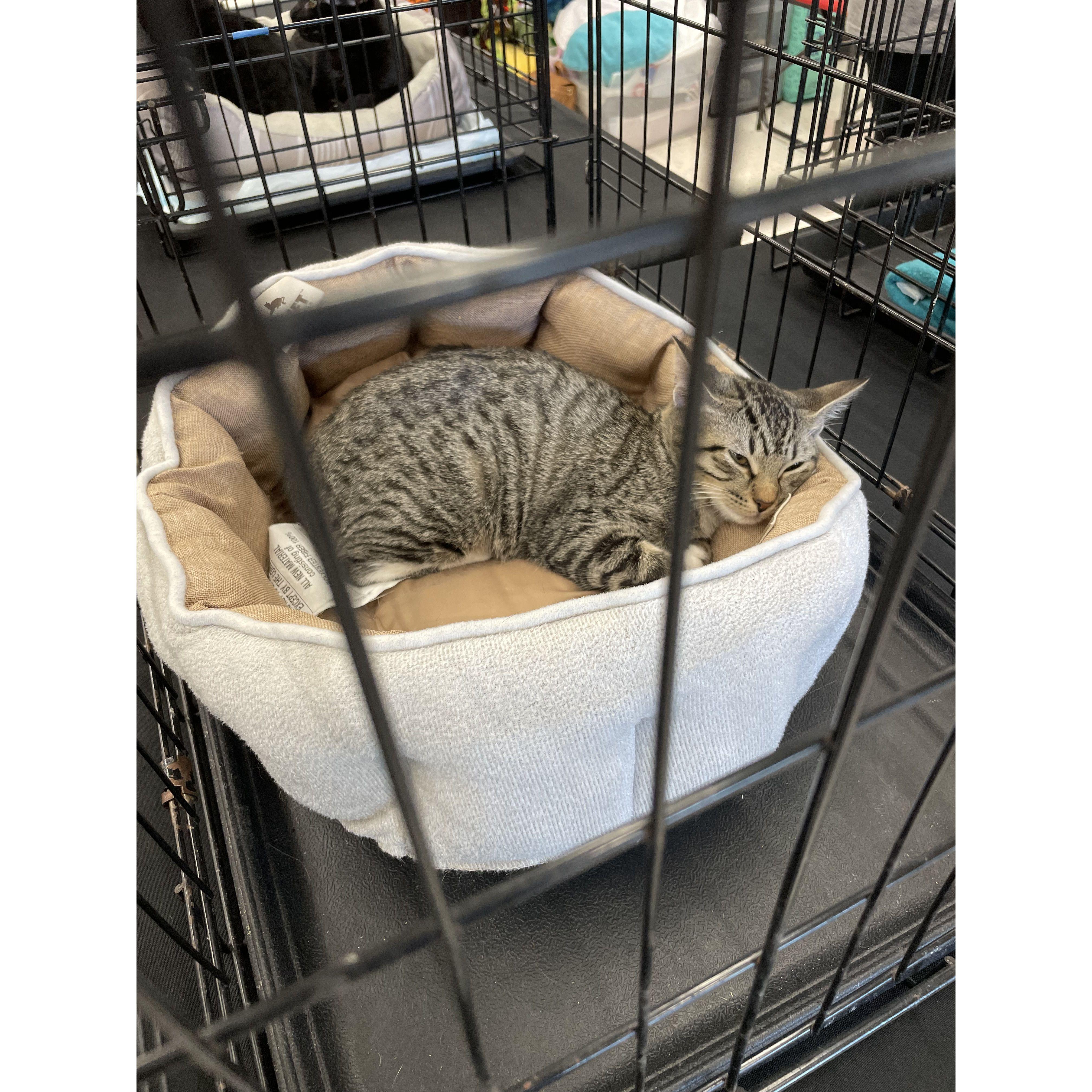 Our first fur-baby, Rowan was adopted in October 2021.