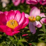 Hershey Gardens