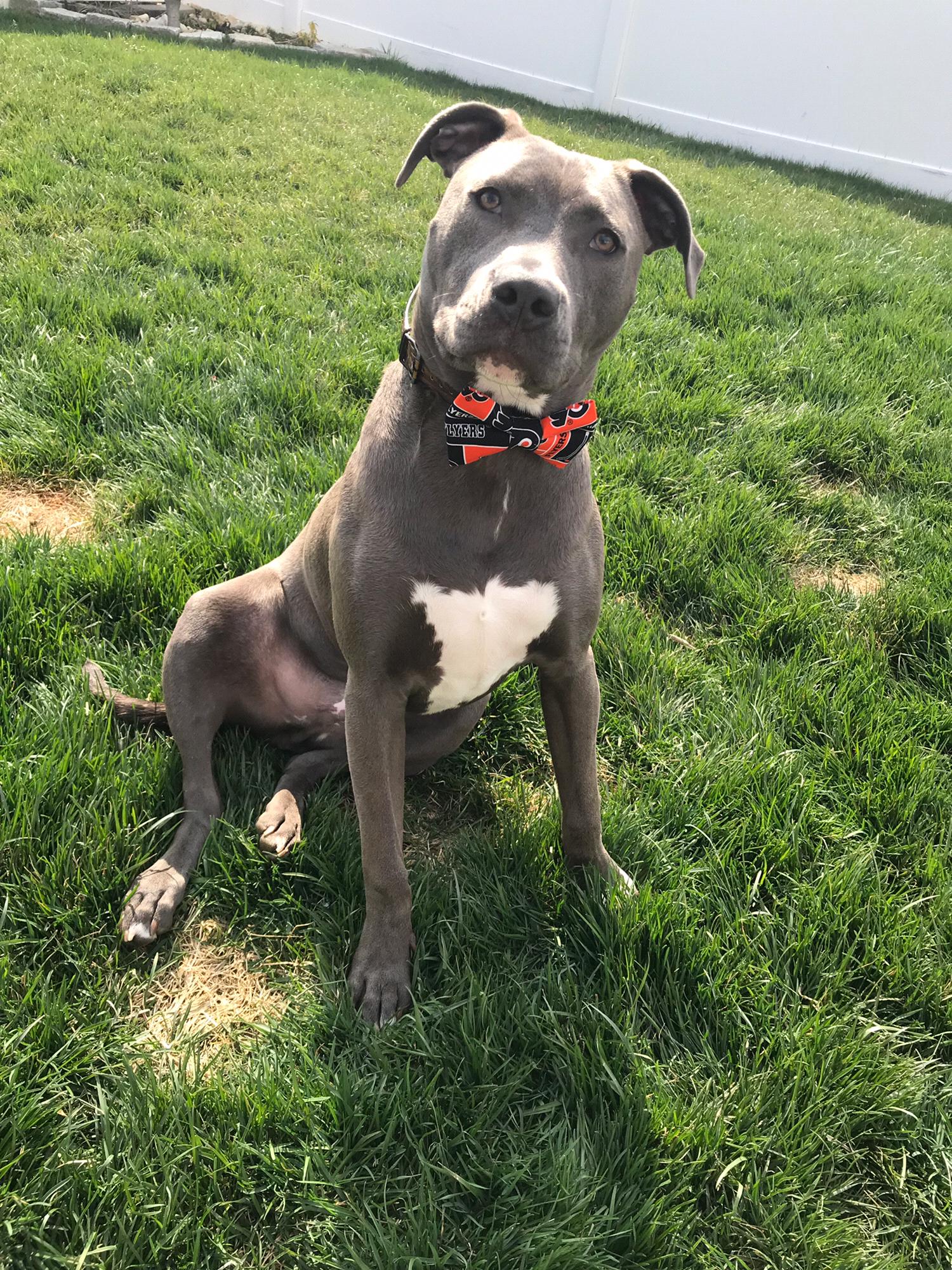 Our rescue pup Kroy
