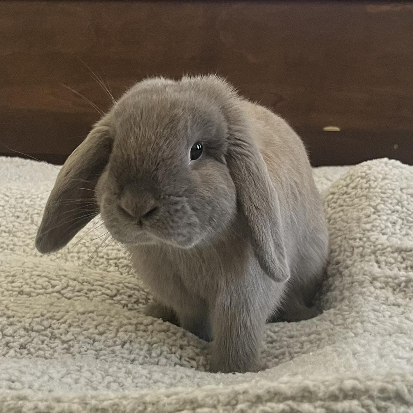 7/14/2024- Photo of Omelette 4 months and 4 days old in Cleveland, Tennessee.