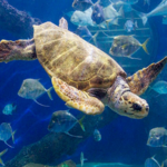 Virginia Aquarium & Marine Science Center