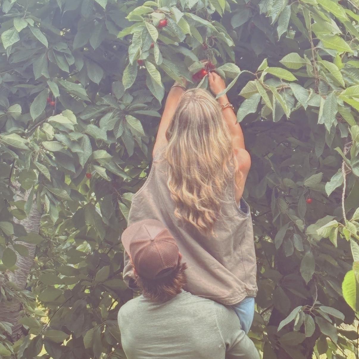 Picking cherries in Traverse City, Michigan