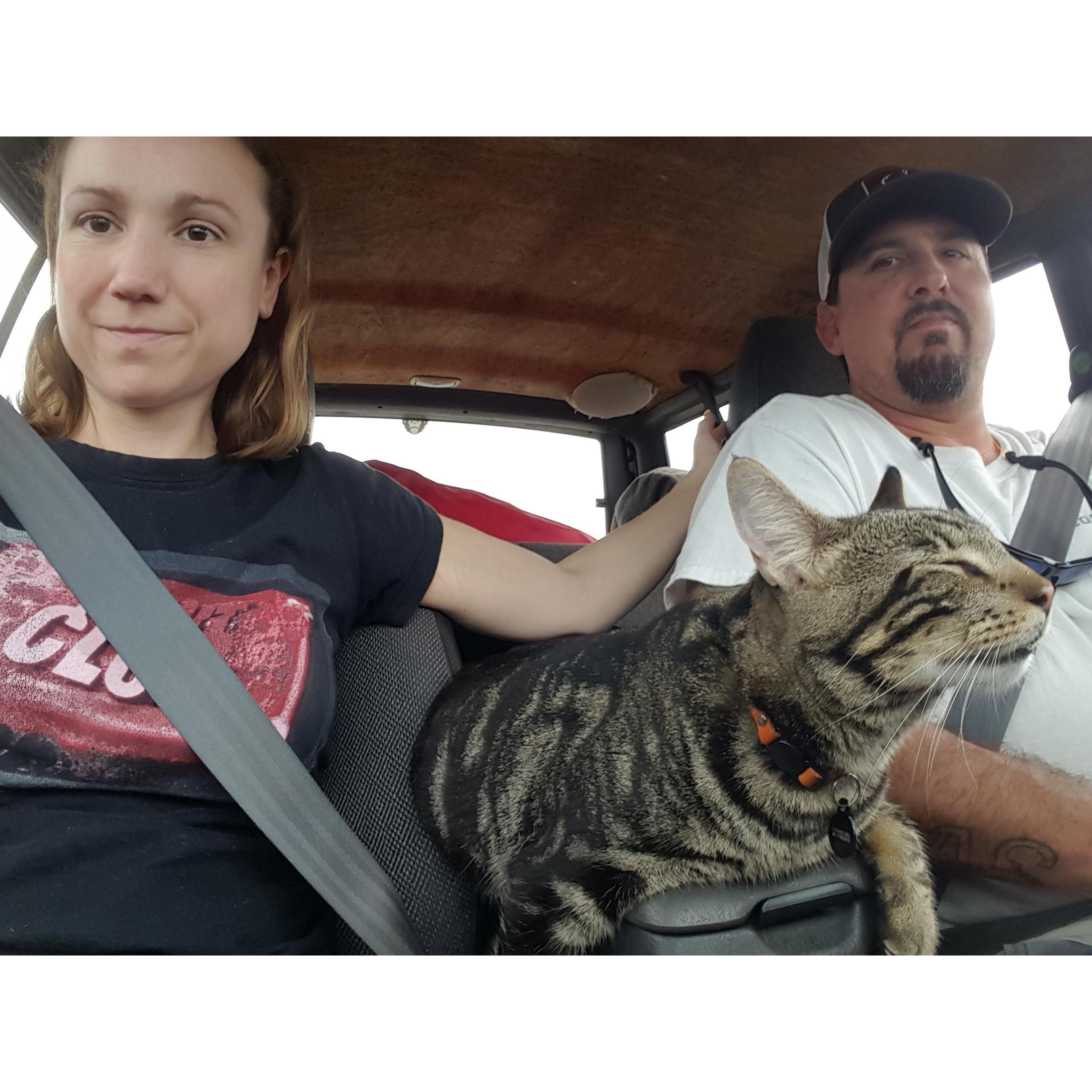 Ride Cat