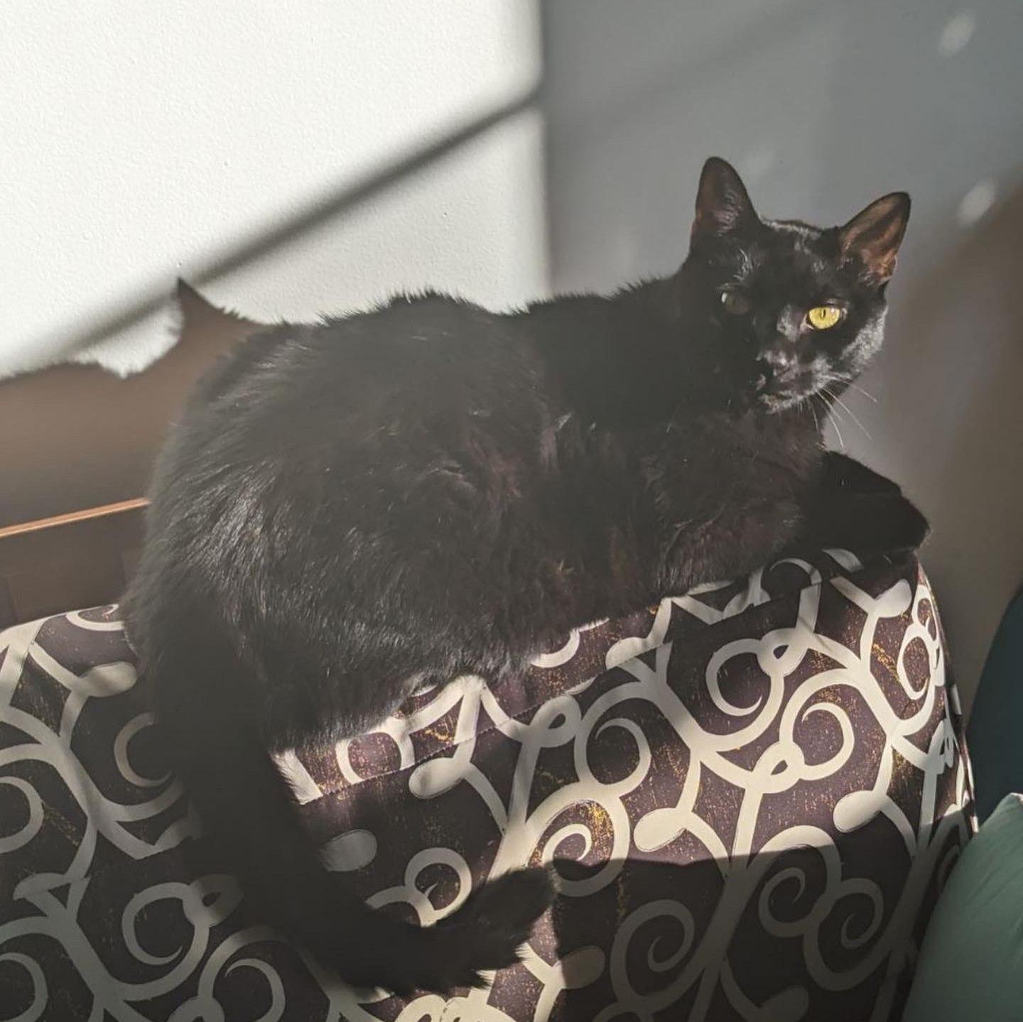Our cat Binx