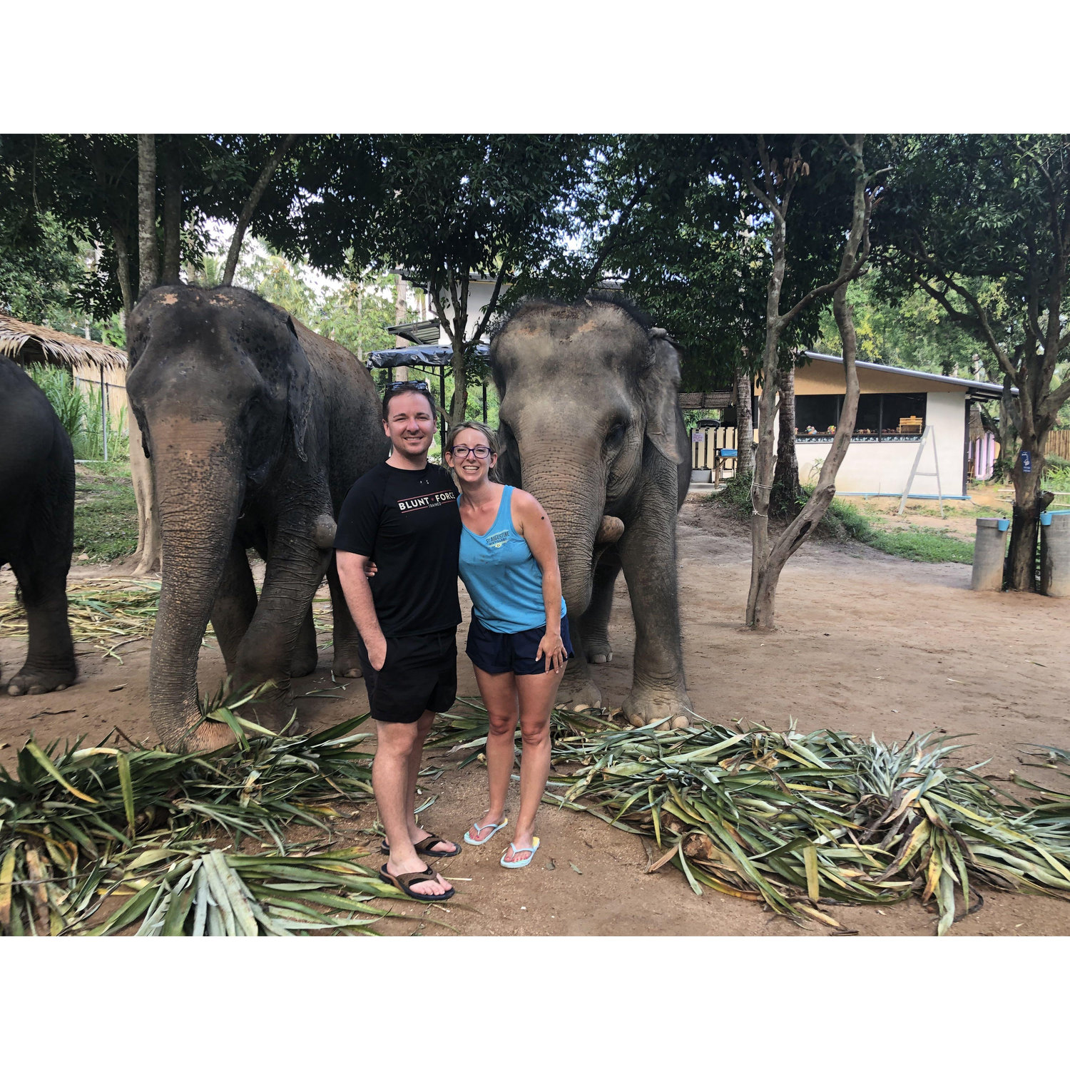 Feeding Elephants in Koh Tao