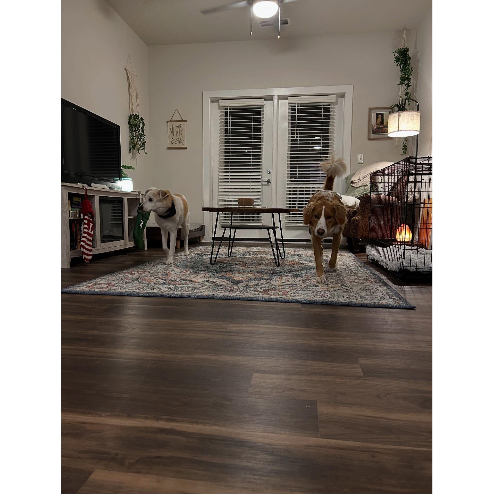 When we met, Chelsea had two dogs, Silas and Ladson.