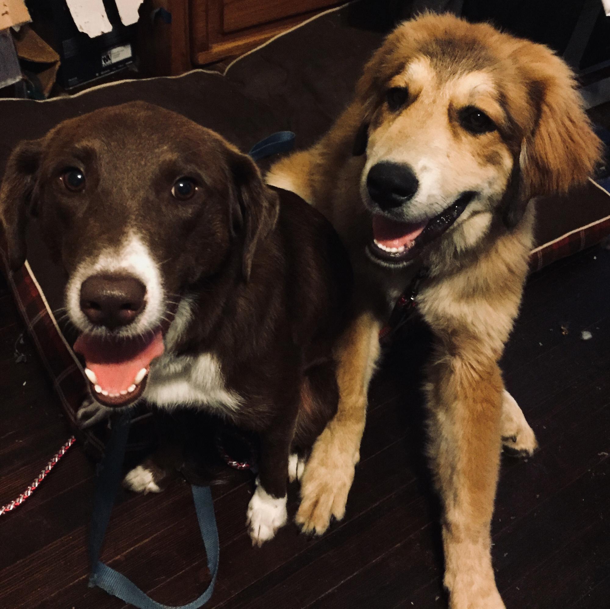 Our sweet girls, Olive and Pike