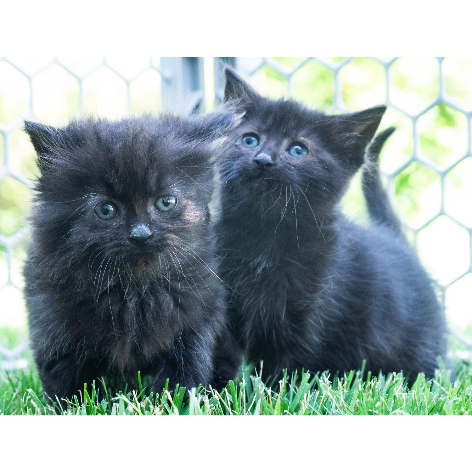 Our two latest fur children, Scout and Jem.