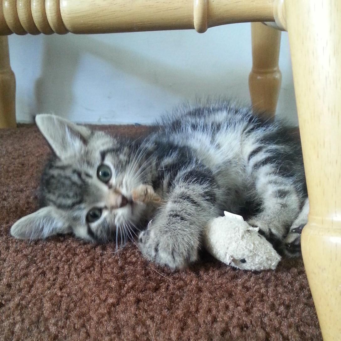 Our First fur baby, Bailey 2014