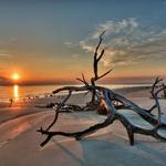 Driftwood Beach