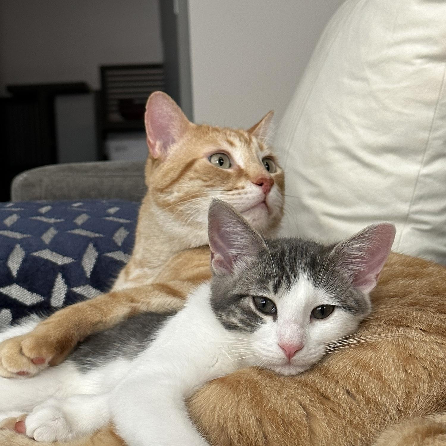 Our two kitties