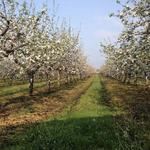 Leaman's Green Applebarn