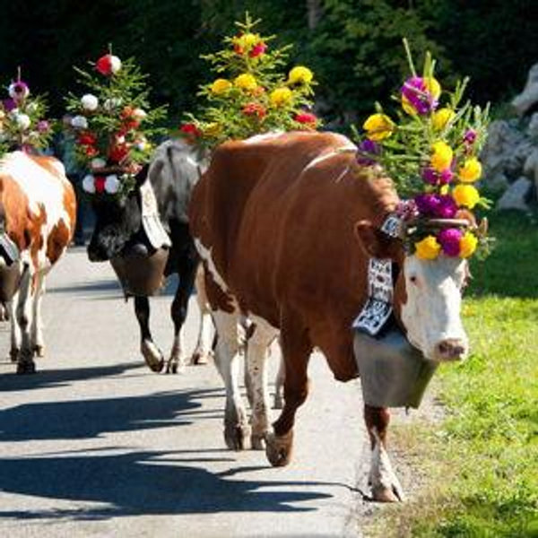 Switzerland Honeymoon Fund