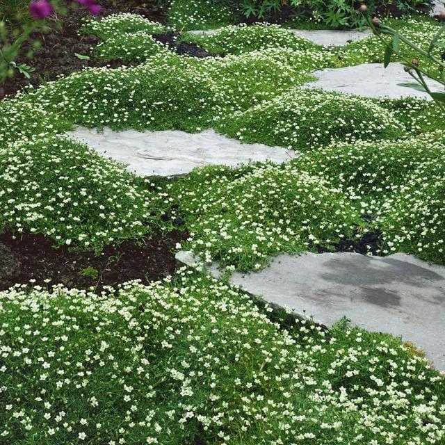 Outsidepride Perennial Irish Moss Low Growing, Mat Forming, Ground Cover Great Between Flagstones - 10000 Seeds