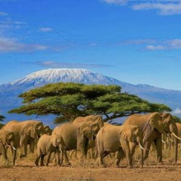 Our African Safari Honeymoon Fund