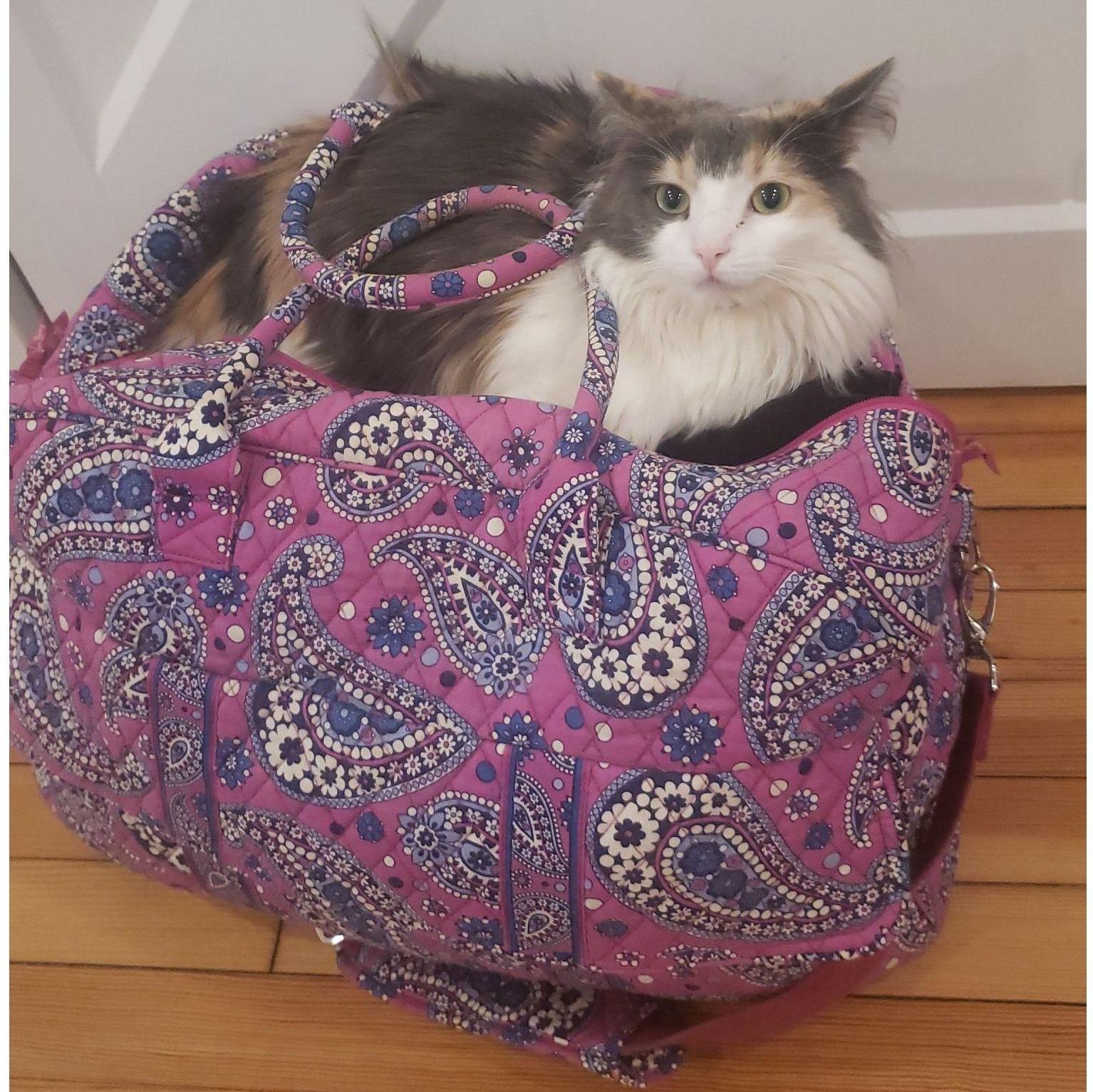 Layla never misses an opportunity to sit in a bag, or a box, or fresh laundry.