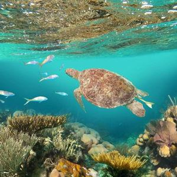 Turtles & Tacos Catamaran Sail with Snorkeling at St. Thomas