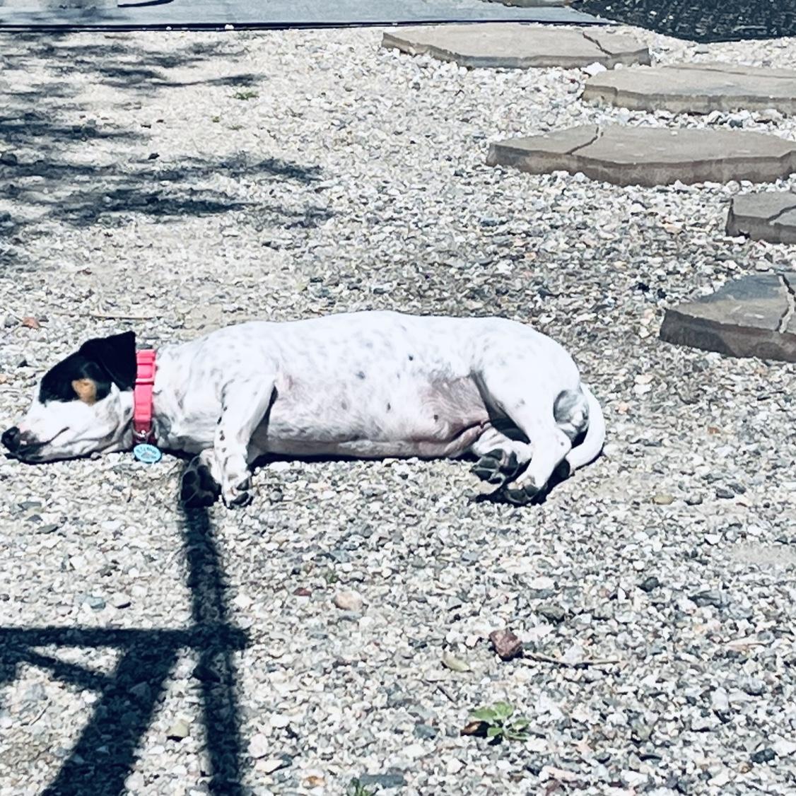 Hazel soaking up the sun