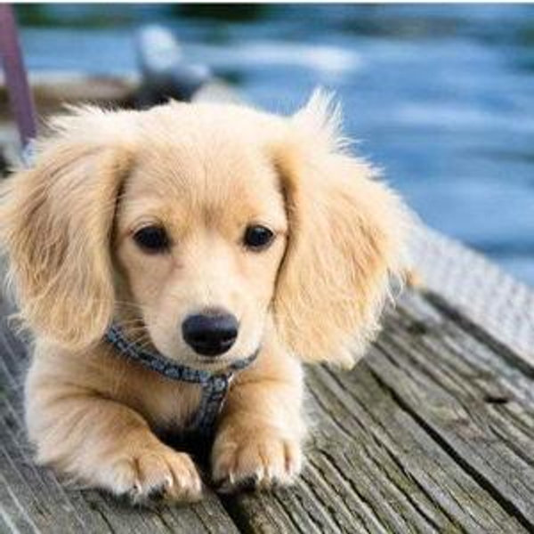 Our New Puppy