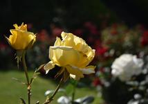 International Rose Test Garden