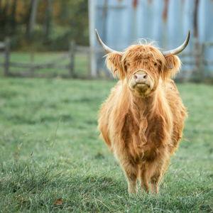 Scotland Honeymoon Fund