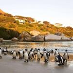 Boulders Beach